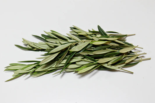 How to enjoy Olive Leaf Tea
